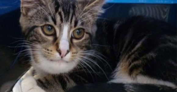 Drąsūs katinai, pralaimėję kovą su bitėmis (foto)