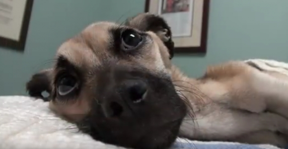 Viltis miršta paskutinė: savanoriams pavyko iš mirties nagų išplėšti badu marintą šunelį (video)