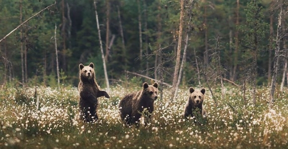 Miško dvasia Konsta Punkkos fotografijoje (foto)