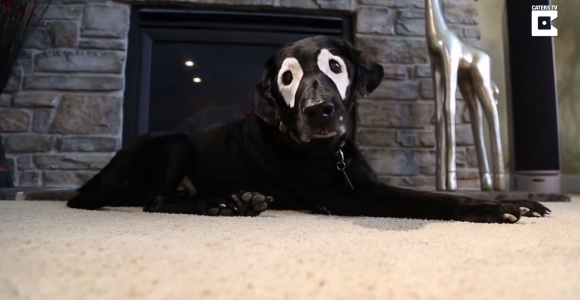 Į pandą panašus labradoras tapo interneto žvaigžde (video)