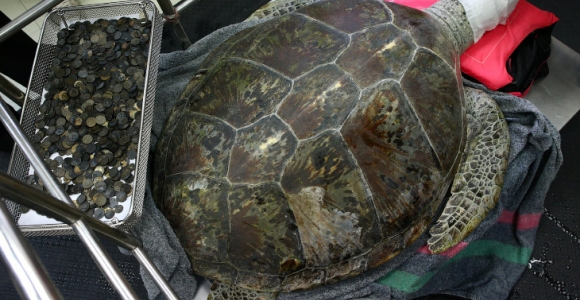 Veterinarai pašalino iš taupykle virtusio vėžlio 5 kg monetų (foto)