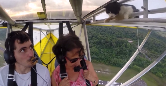Lėktuvo pilotą pribloškė netikėtas keleivis – bebaimė katė (video)