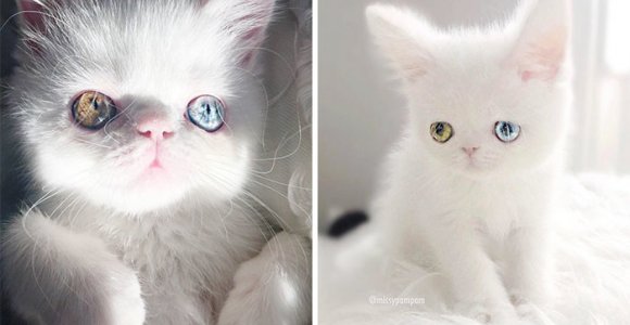 Skirtingų spalvų akyčių katinėlis tirpdo internautų širdis (foto)