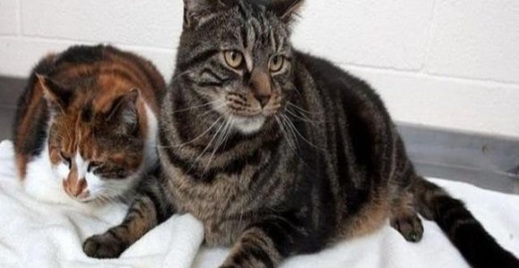 Du katinai išgyveno mėnesį be maisto (foto)