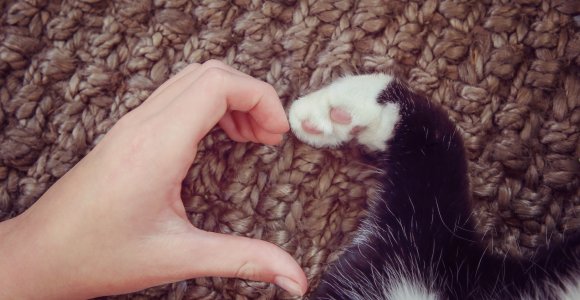 Kaip katės išreiškia savo meilę (video)