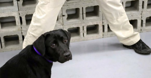 CŽV „atleido“ šunį, kuriam buvo neįdomu ieškoti sprogstamųjų medžiagų (foto)