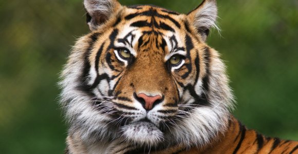 Danties skausmą kentęs tigras rodo dėkingumą veterinarui (video)