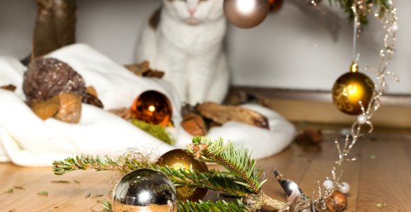 Genijai, kurie rado būdą apsaugoti Kalėdų eglutę nuo keturkojų neklaužadų (foto)