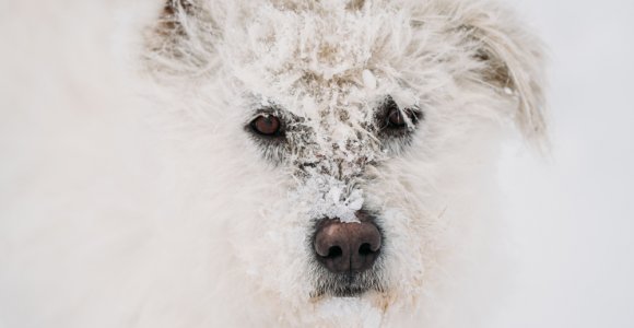 Veterinaras savo kailiu patyrė, ką išgyvena žiemą lauke palikti šunys: „Nė vienas gyvūnas neturėtų taip kentėti“ (video)