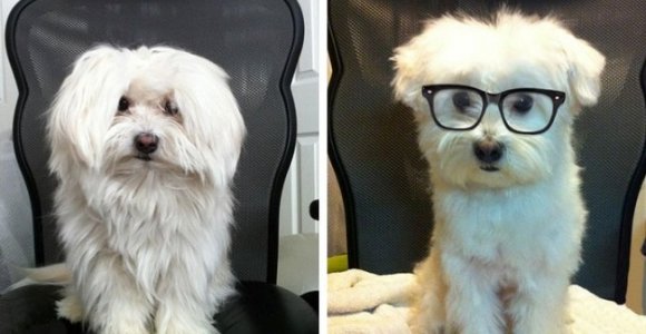 Prieš ir po apsilankymo šunų kirpykloje (foto)