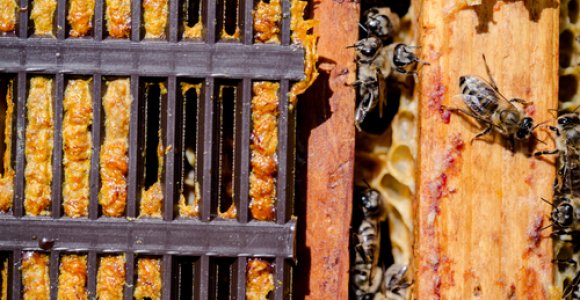 Pagalba nuo peršalimo – iš bičių