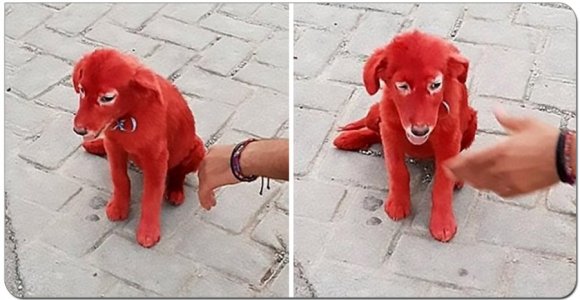 Vyras nusipirko raudonos spalvos šunį, nenutuokdamas, kuo tai gali baigtis (foto)