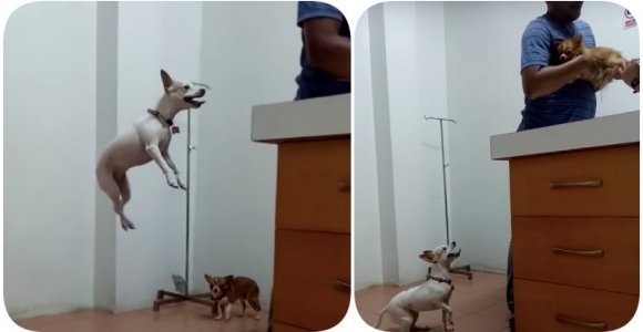 Smagus vaizdelis veterinarijos klinikoje: mažas šunelis jaudinasi dėl savo draugo (video)