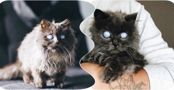 Neįprastas katinas gąsdina ir žavi internautus (foto)