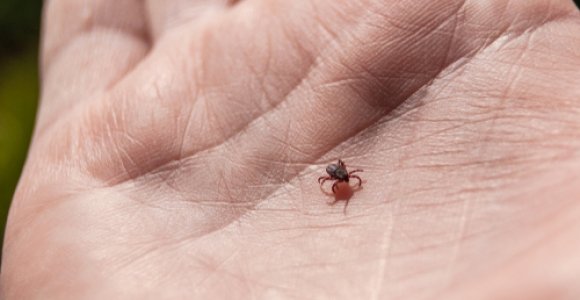 Pavojingi parazitai nemiega: kaip apsisaugoti nuo erkių?