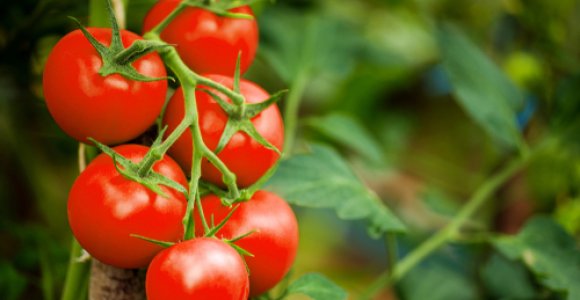 Prasidėjo lietuviškų pomidorų sezonas: valgyti siūloma kasdien ir po daug