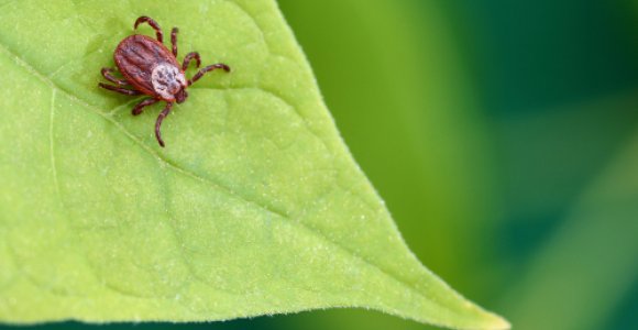 Pavojingasis erkinis encefalitas: kaip atpažinti ir ką daryti po įkandimo?