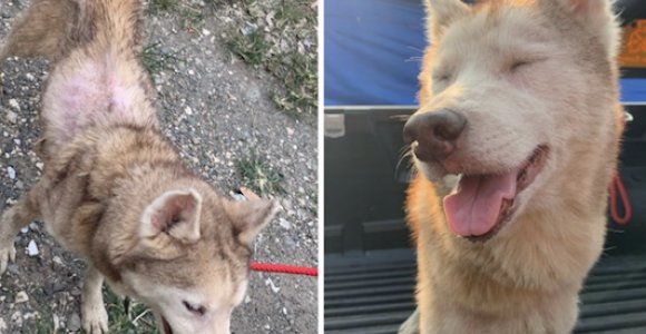 Išgelbėto šuns pokyčiai: nuotraukos prieš ir po net sugraudina