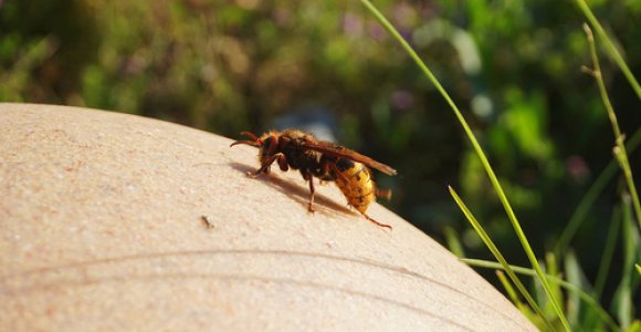 Specialistai perspėja dėl suaktyvėjusių vapsvų ir širšių: ko griebtis, jei vabzdžiai nenuoda ramybės
