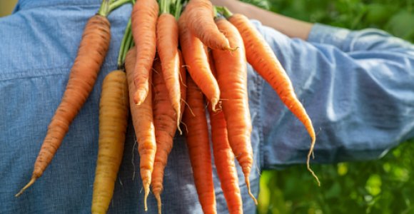 Valgykite morkas kasdien: organizmas už tai padėkos
