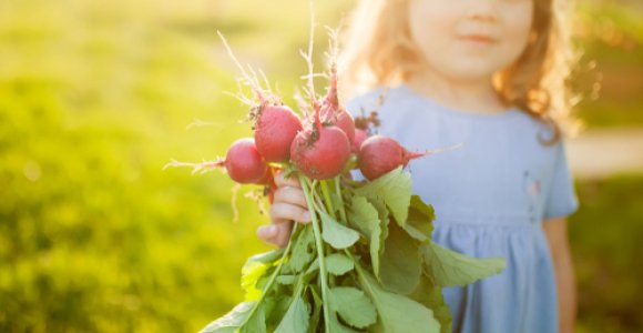 Vitaminų bomba - ridikėliai: su kuo juos valgyti?