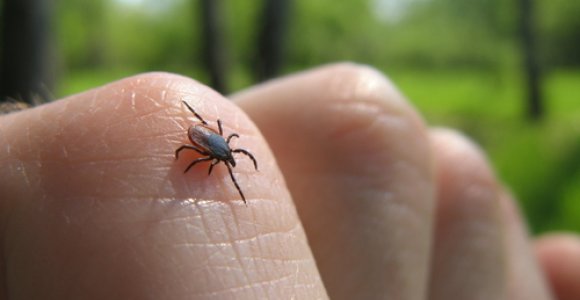 Erkių sezonas jau čia: papasakojo, kaip apsisaugoti