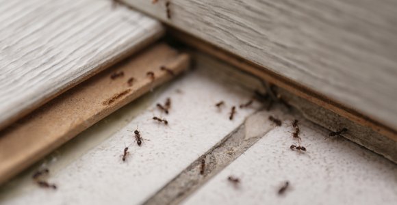 Namus užpuolė skruzdėlės? Štai, kaip su tuo kovoti