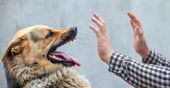 Štai, kaip elgtis sutikus agresyvų šunį: nedarykite šių klaidų