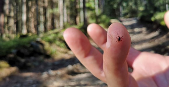 Šylant orams bunda ir erkės: kaip nuo jų apsisaugoti?