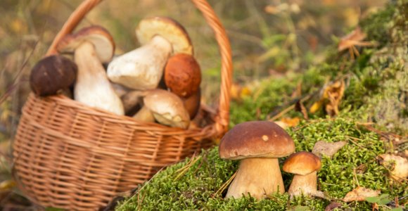 Ar galima rinkti grybus po šalnų?