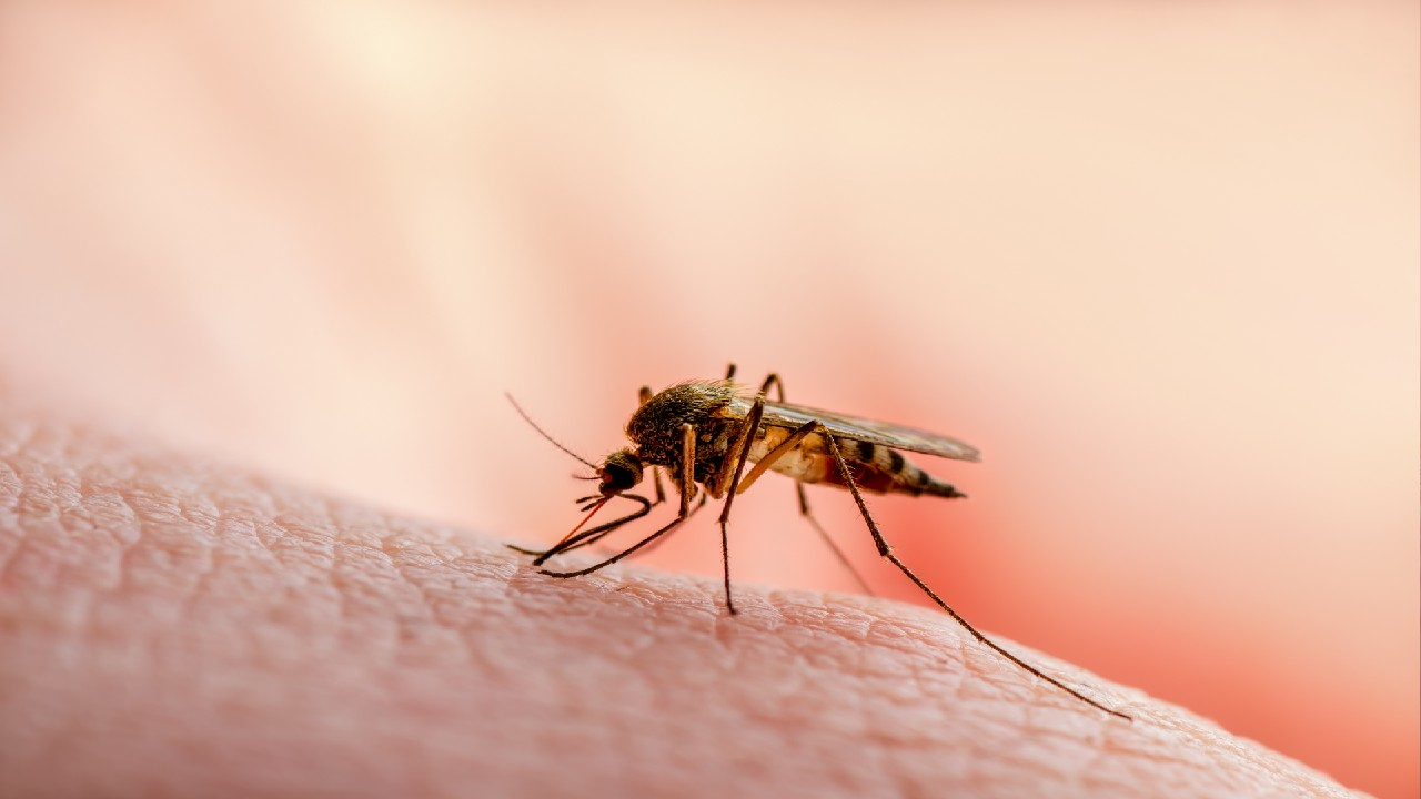 Maliarija – tai parazitinė infekcinė liga, plintanti per uodų įkandimus, sukelianti karščiavimą, šaltkrėtį ir gali būti pavojinga gyvybei.